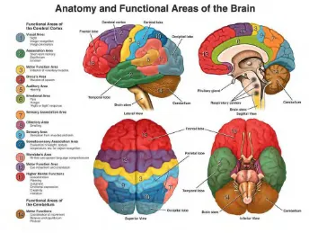 Figure 2. 2:Brain and Functional Areas [3] 