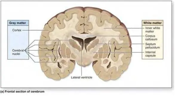 Figure 2. 3: White Matter and Grey Matter of Brain  