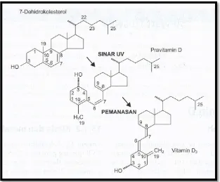 Gambar 2.1. Pembentukan vitamin D3 dalam kulit Sumber : Truswell, 2014 
