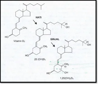 Gambar 2.2. Aktivasi vitamin D Sumber: Truswell, 2014 