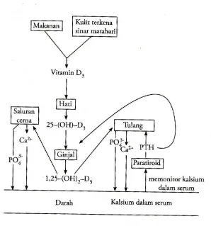 Gambar 2.3. Metabolisme dan fungsi vitamin D 