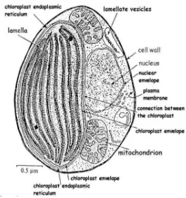Gambar 4. Morfologi Nannochloropsis sp. (Hoek et al., 1998) 