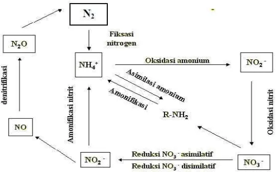 Gambar 6. Siklus Nitrogen (Sitaresmi, 2002 dalam Angraini, 2009) 
