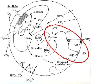 Gambar 7. Proses perubahan nitrat menjadi protein (Reynolds, 2006) 
