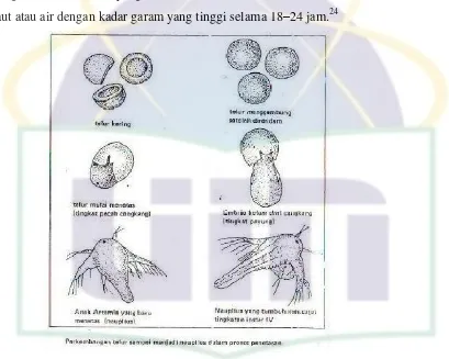 Gambar 2.5 Tahap penetasan telur Artemia 