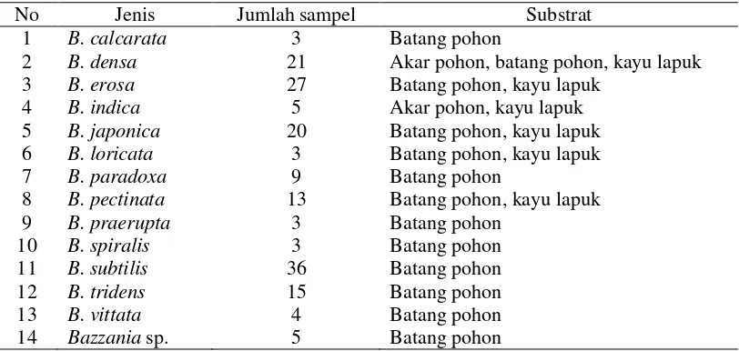 Tabel 1 Keanekaragaman jenis, kemelimpahan, dan substrat Bazzania di Hutan Sibayak 