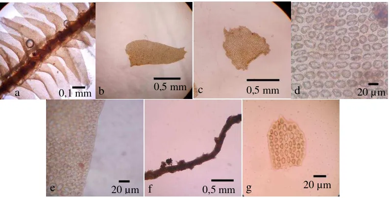 Gambar 5 Bazzania japonica (Sande Lac.) Lindb. a habitus ventral, b daun lateral, c daun ventral, d sel daun lateral, e tepi daun lateral, f cabang ventral, g sisik daun 