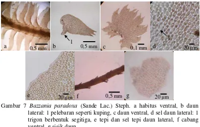 Gambar 7 Bazzania paradoxa (Sande Lac.) Steph. a habitus ventral, b daun 