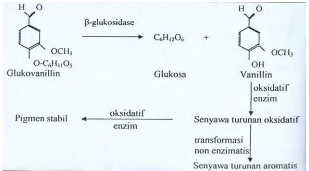 Gambar 2.  Proses hidrolisis senyawa prekursor vanillin (Odoux, 2000).  