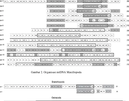 Gambar 2. Organisasi mtDNA Maxillopoda 