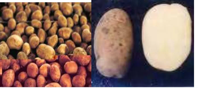 Gambar 2. (a) Kentang, (b) Irisan membujur kentang  