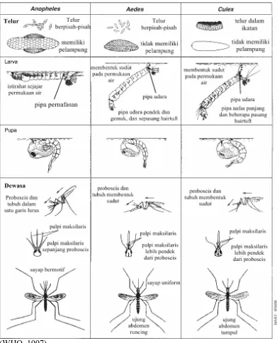 Gambar 2.7 Perbedaan Aedes aegypti dengan spesies nyamuk lainnya   