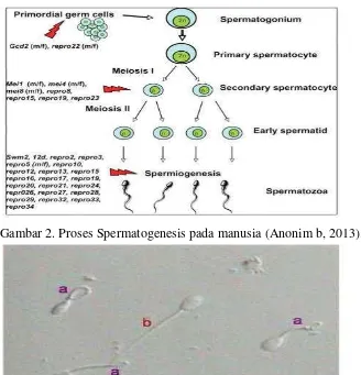 Gambar 3. Spermatozoa normal pada manusia dengan membran plasma utuh                     (ekor melingkar, a) dan spermatozoa dengan membran plasma                    tidak utuh (ekor lurus, b) (Subratha, 1998)