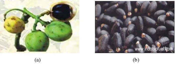 Gambar 2 . (a) Buah jarak pagar dan (b) biji jarak pagar 