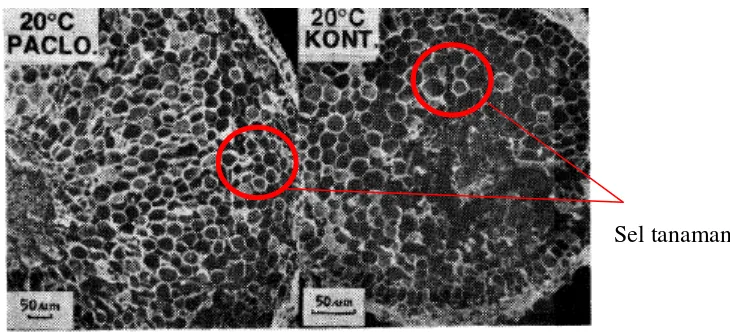 Gambar 2. Sel-sel korteks dari tanaman yang diberikan paclobutrazol       (kiri) dan kontrol (kanan) 