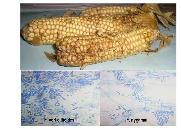 Gambar 2  Struktur dasar fumonisin (Rheeder et al. 2002) 