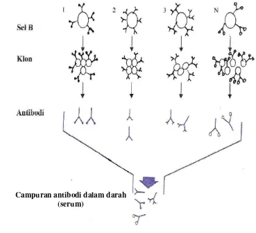 Gambar 9  Produksi antibodi poliklonal oleh sel B 