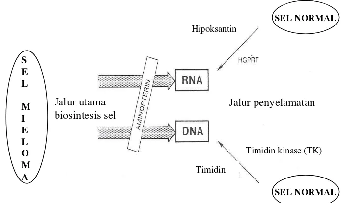 Gambar  12  Sistem seleksi dengan medium HAT pada produksi sel hibridoma penghasil antibodi monoklonal (Zola 1987) 