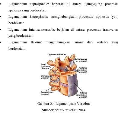 Gambar 2.4 Ligamen pada Vertebra 