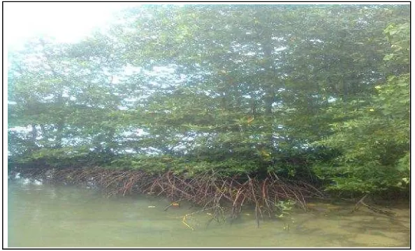 Gambar 1. Tanaman bakau minyak (Rhizophora apiculata)