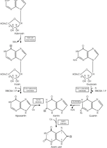 Gambar 2. Pembentukan asam urat dari nukleosida purin melalui basa  purin melalui basa purin hipoxanthine, xanthine dan guanin      (Rodwell, 1995)