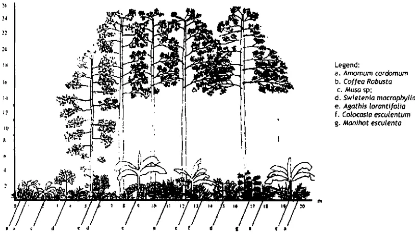 Figure 2. Profile of typical mixed garden in private land of study site 