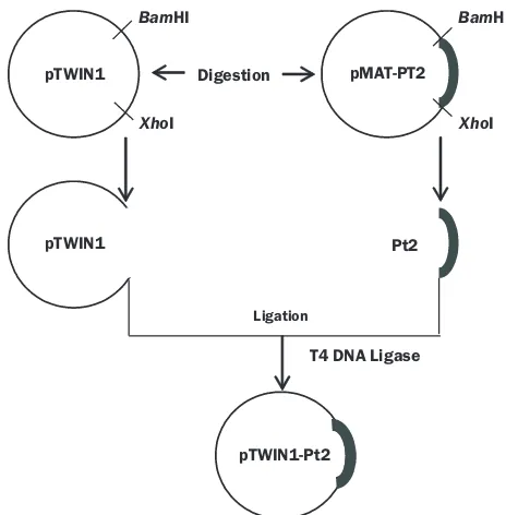 Fig 1 Construction of pTWIN1 - PT2. PT2 and pTWIN1 