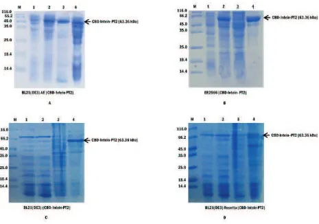 Fig 2 Restriction analysis of pMA-T-hpt2 and pTWIN1 vector by using 1% agarose gel electrophoresis