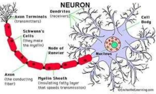 Gambar 2 : Sel Saraf (Neuron) 