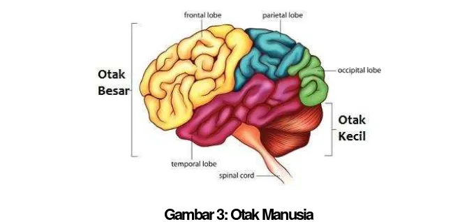 Gambar 3: Otak Manusia 