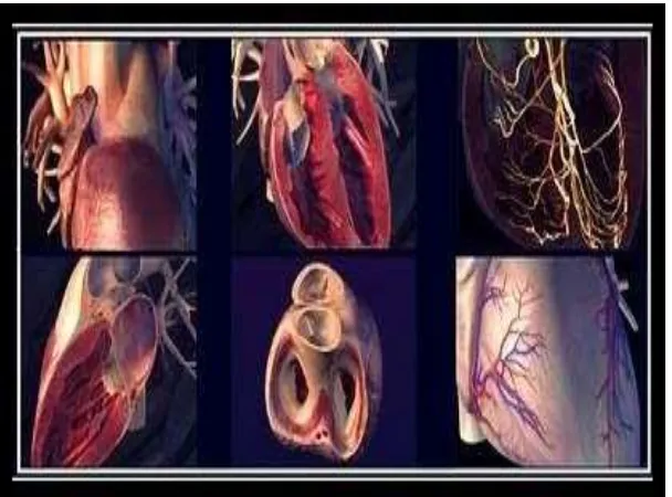Gambar 3: Otot Jantung atau Myocardium 