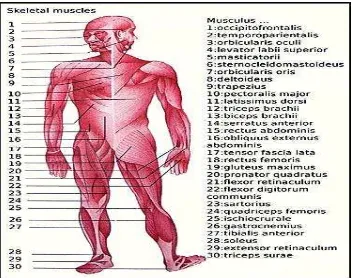 Tabel 2. Perbedaan Otot Polos, Otot Lurik dan Otot Jantung 