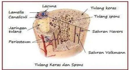 Gambar 12: lapisan tulang spongiosa 