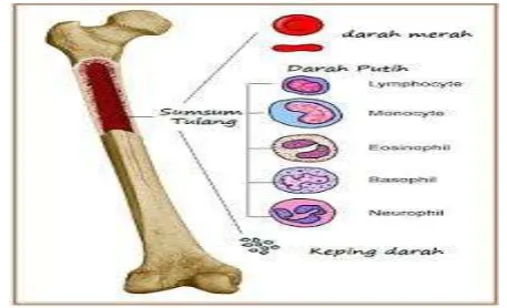 Gambar 13 : lapisan sumsum tulang 