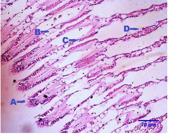 Gambar  2 Insang kerang hijau normal (n=L5), zona frontal (A), sel goblet 