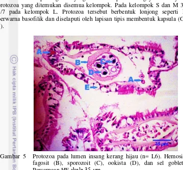 Gambar  5 Protozoa pada lumen insang kerang hijau (n= L6). Hemosit (A), 