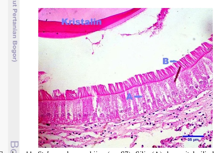 Gambar  11 Style sac kerang hijau (n= S7). Silia (A) dan epitel silindris (B). 