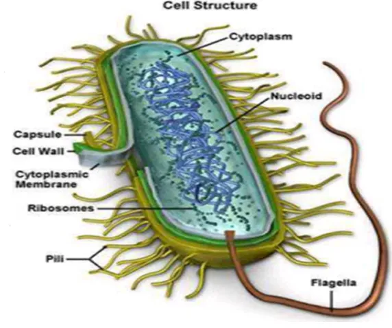 Gambar 1 Struktur Bakteri 