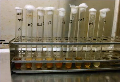 Tabel 5.2 Hasil penilaian KHM ekstrak etanol kulit manggis terhadap Bacillus 