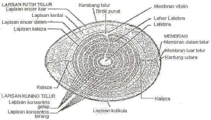 Gambar 1.  Struktur telur (Romanoff dan Romanoff, 1963, dalam Hardini, 2000). 