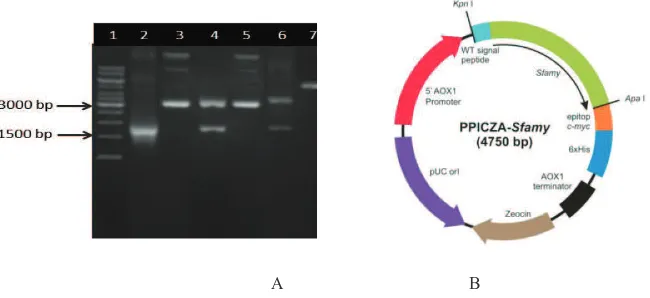 Fig. 1.Construction of pPICZA-WTSfamyplasmid. (A) Electrophoresis agarose analysis: (1) 1 kb DNA Ladder, (2) PCR productof WTSfamy�1,47 kb, (3) pGemT-WTSfamy(�4,47 kb), (4) pGemT-WTSfamy/Kpn1/Apa1 (�3,0 kb and 1,47 kb), (5) pPICZA-WTSfamy(�4,8 kb), (6) pPI