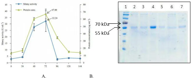 Fig. 2.Sfamy secretion by P. pastoris [WTSfamy]. A: Graph of Sfamy activity and protein concentration every 24 h induction time