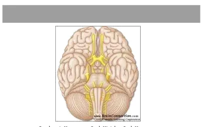 Gambar 1. Komponen Otak Kiri dan Otak Kanan 