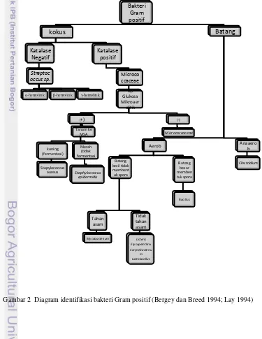 Gambar 2  Diagram identifikasi bakteri Gram positif (Bergey dan Breed 1994; Lay 1994) 