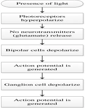 Figure 2.1 Hyperpolarisation process 