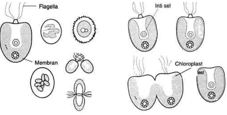 Gambar 4. Daur hidup dan cara reproduksi Tetraselmis sp. (Rostini, 2007) 