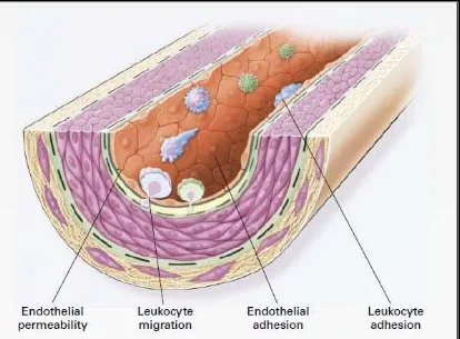 Gambar 2.1. Disfungsi endotel pada lesi atherosklerotik 