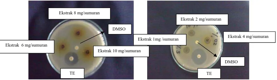 Gambar 3. Hasil uji aktivitas antibakteri ekstrak etanol daun belimbing wuluh terhadap Eschericia coli (A) dan Bacillus sp (B)  