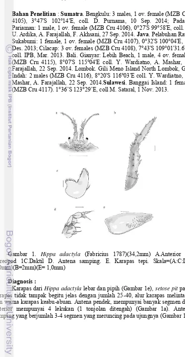 Gambar 1. Hippa adactyla (Fabricius 1787)(34,2mm) A.Anterior B. 