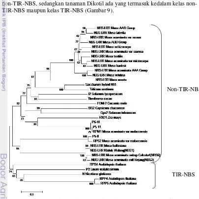 Gambar 9Pohon filogenetik sekuen prediksi asam amino dari RGA pisang dan  